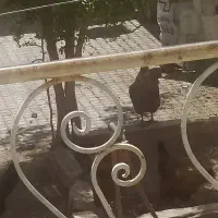 فروش هشت عدد مرغ جوان و تخم گزار