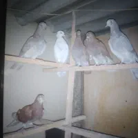 کبوتر پرشی