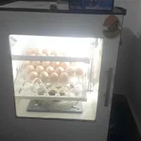 دستگاه جوجه کشی فاخته سالم بشرط