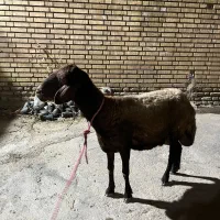 میش افشاری