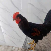 مرغ خروس