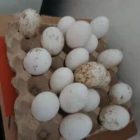 تخم غاز اکراینی