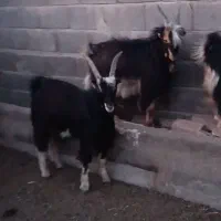 بز بزغاله بره