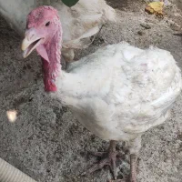 بوقلمون گوشتی وزن بالا