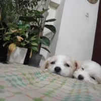 توله شیتزو