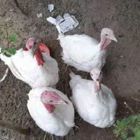 بوقلمون گوشتی