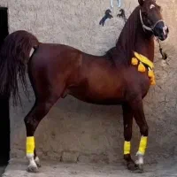 اسب نریان سیلمی سلطنتی