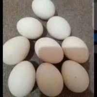 طاووس