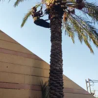 قطع نخل رایگان بریدن نخل رایگان هرس نخل سمپاشی نخل