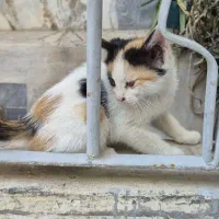 بچه گربه