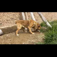 سگ سرابی