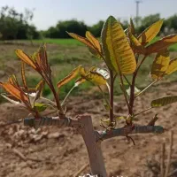 پیوند پسته+کارشناسی تخصصی رایگان