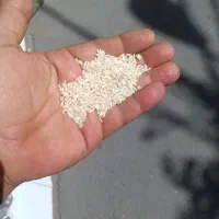 برنج بخشایش سوناماسوری