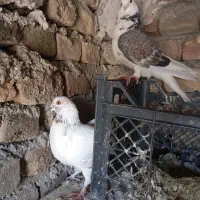 کبوتر  شازده