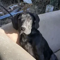 توله نر و ماده گریت دین بسیار اصیل و اورجینال