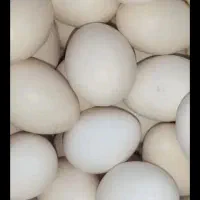 تخم مرغ محلی  اصل تازه ونطفه دار
