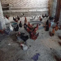 مرغ