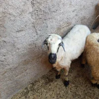 میش بره بومی