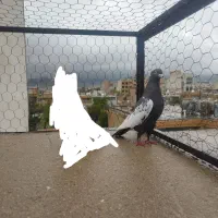 سینه سرکه ای ماده