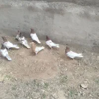 سلام ۸ تا کله کاکلی