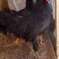 جوجه
