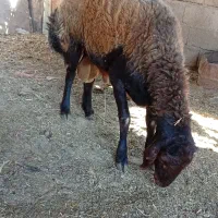شیشک