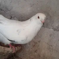 کبوتر پرشی