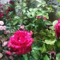 کارگر برای چیدن نخود