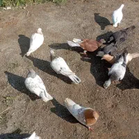 کفتر|پرنده|مشهد, سازمان آب|دیوار