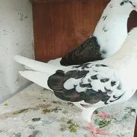 کفتر، کبوتر