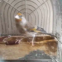 س ه ره قناری سهره