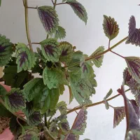 کلکسیونی گل حسن یوسف طبیعی