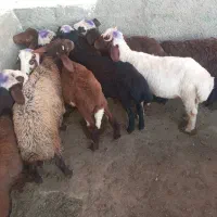 ده راس بره نر داشتی افشاری