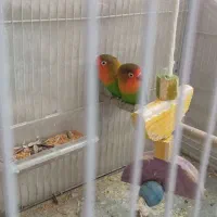طوطی