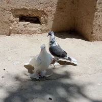 فروشی