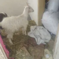 بز و بزغاله سانن