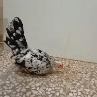 مرغ جاپنیز ۸ماه رنگ خاص