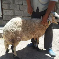 گوسفند فروشی