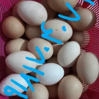 تخم نطفه دار  تازه بوقلمون ۱۵ عدد خوازم