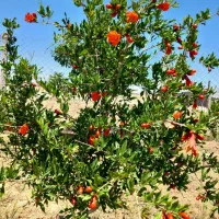 زمین-با-بنایه-50-متری
