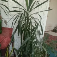 گل  اپارتمانی