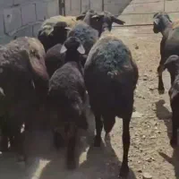 ۵راس میش قره قزل بره دار جوان