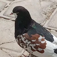 َشهری گلدار