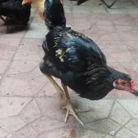 جوجه مرغ و خروس خانگی