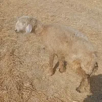 دوعدد گوسفند