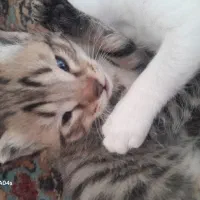 گربه|گربه|خوی, |دیوار