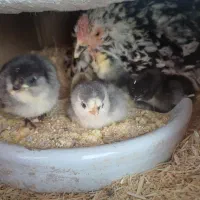 مرغ گلین بوقلمون