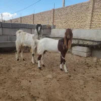 بزغاله پاکستانی
