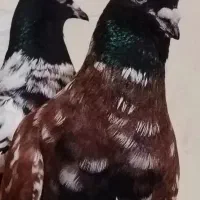 شتری سیاه افغان