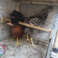 فروش دو جوجه پنج ماهه